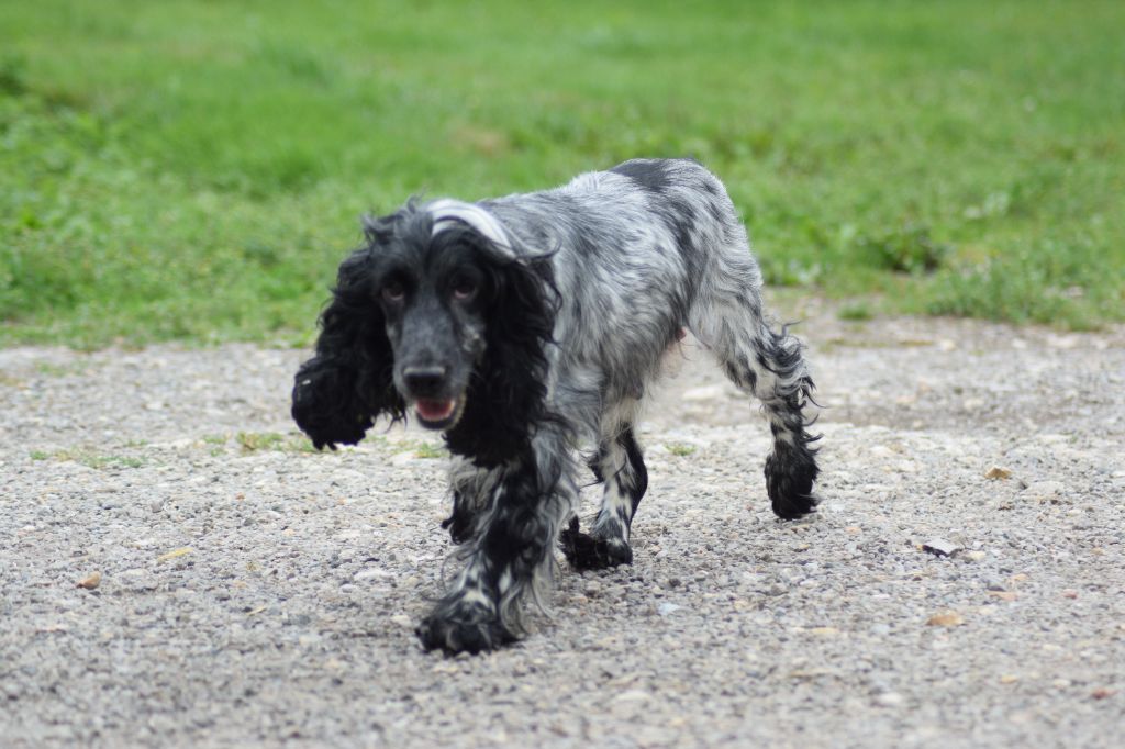 Les Cocker Spaniel Anglais de l'affixe Du Royaume Des Bouviers