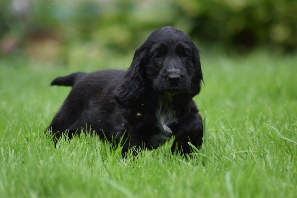 Du Royaume Des Bouviers - Chiot disponible  - Cocker Spaniel Anglais