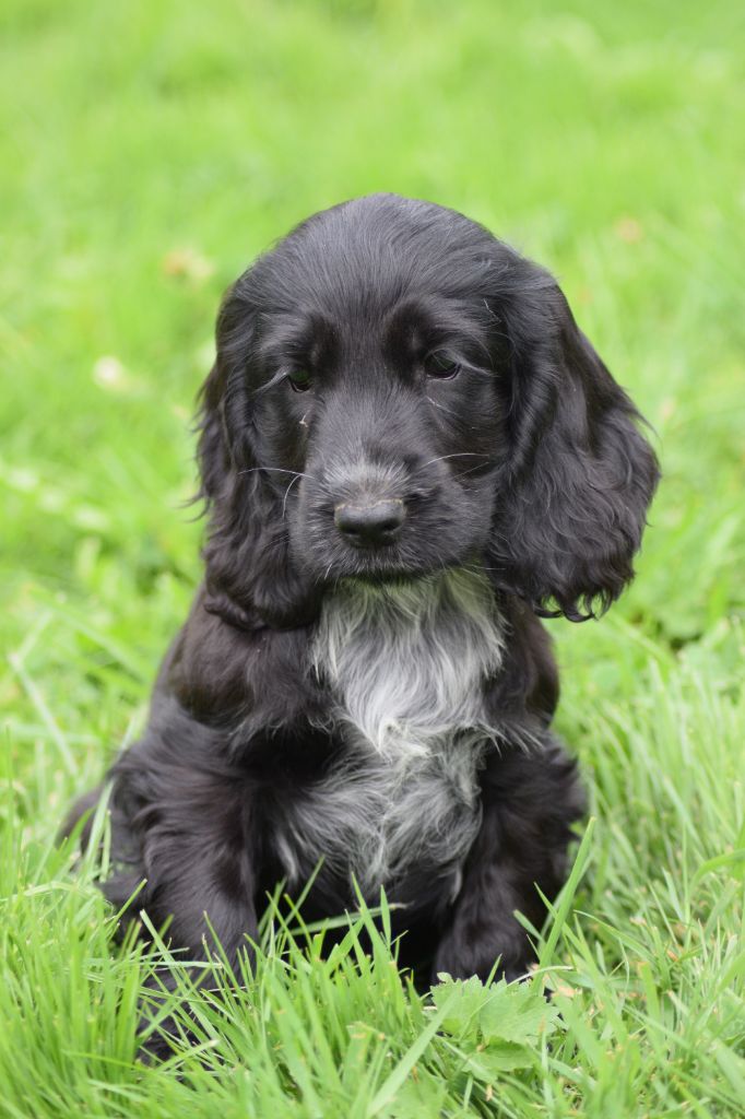 Du Royaume Des Bouviers - Chiot disponible  - Cocker Spaniel Anglais