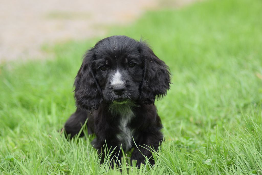 Du Royaume Des Bouviers - Chiot disponible  - Cocker Spaniel Anglais