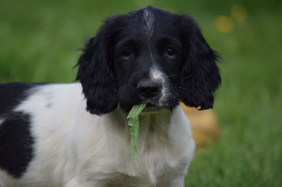 Du Royaume Des Bouviers - English Springer Spaniel - Portée née le 28/03/2022