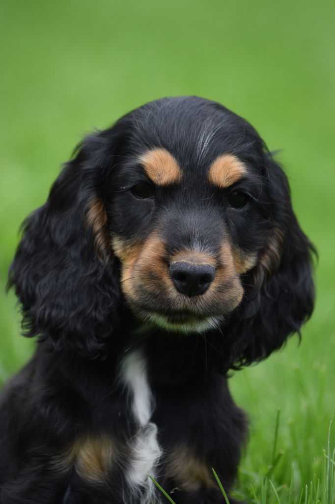 Du Royaume Des Bouviers - Chiot disponible  - Cocker Spaniel Anglais